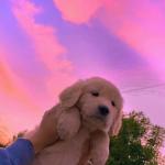 artist image Yagih Mael Mood Mood (Lofi) - Single