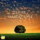 DJ Kay - The New Mango Tree