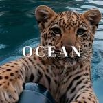 poster Lutiki Ocean